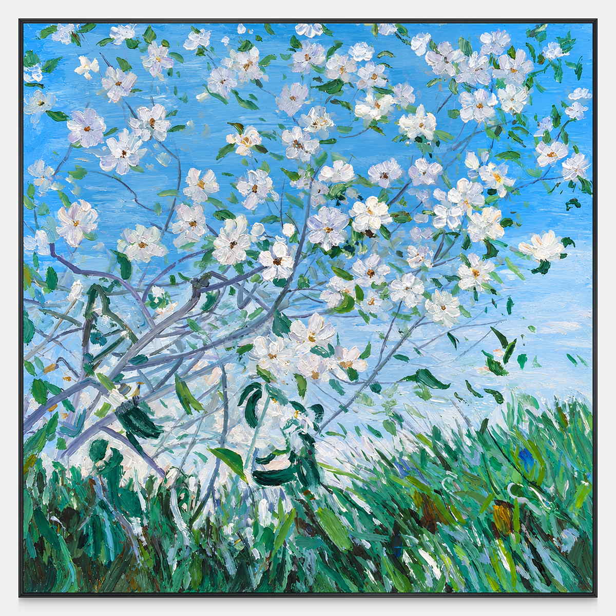 Front view of white flowering branches against blue sky above green grass, with a black frame.