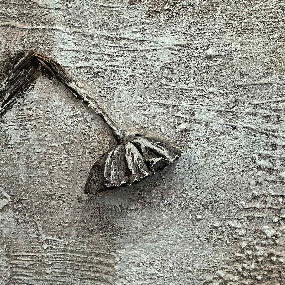 Close-up of the dark bent ridge and fan-shaped end against a rough gray-beige surface.