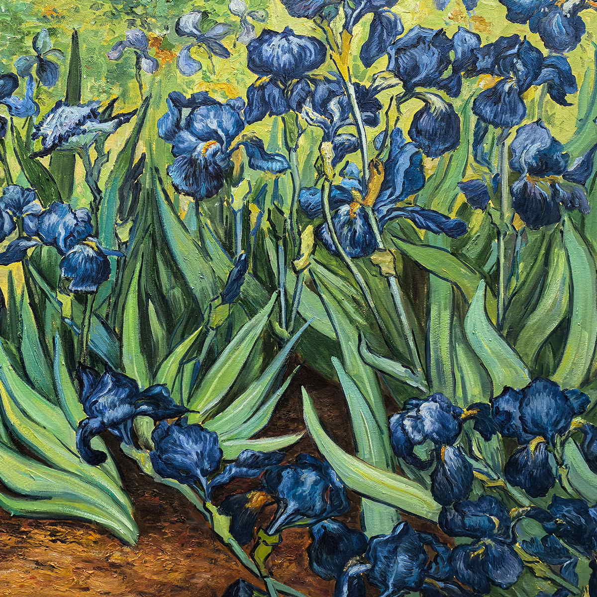 Close-up of blue flower heads, long curled green leaves and brown soil.